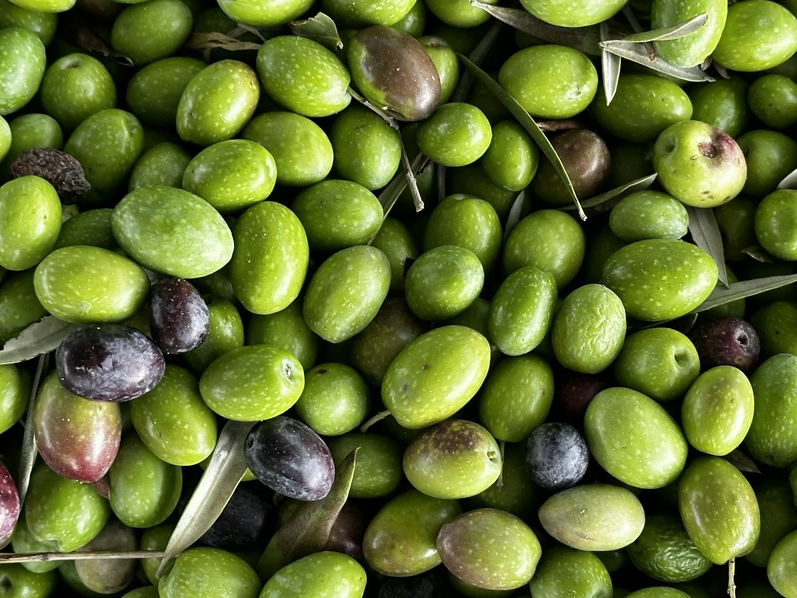 Freshly harvested olives, inspiration for picking olives and making our own olive oil